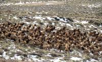 Herd of elk in prospect creek with a little snow on the ground.