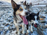 A close-up of the lead sled dogs on a sled dog team. 