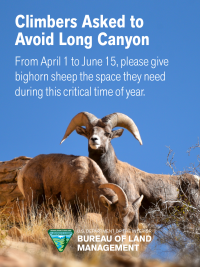 Text: Climbers asked to avoid Long Canyon, over a desert bighorn ram and ewe.