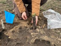 Forb plug being planted into the ground. Photo courtesy of BLM.