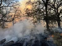 A low controlled burn between large oak trees.