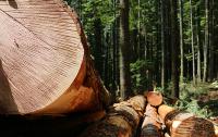 timber harvest