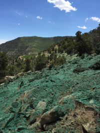 Blue sky with green trees, green mulch, and clouds on a clear day.