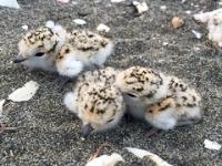 snowy plover