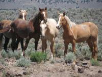 photo of wild horses and burros on the range