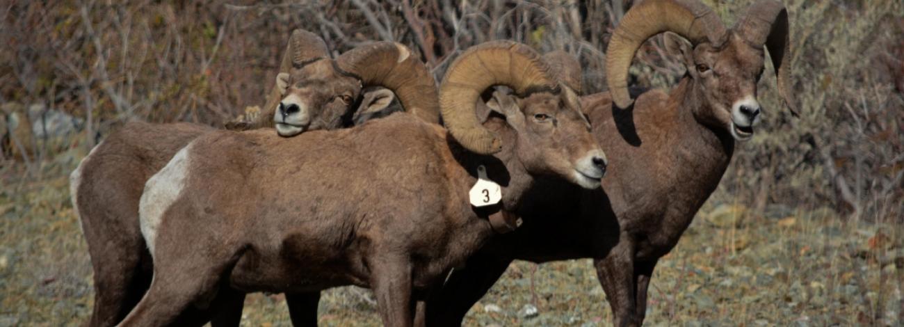 Several Eastern Oregon bighorn sheep stand together.  BLM Oregon photo.