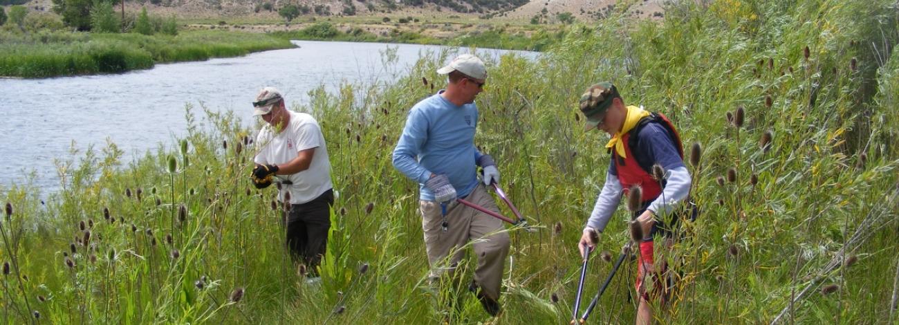 three men cutting weeds on an eagle scout trip