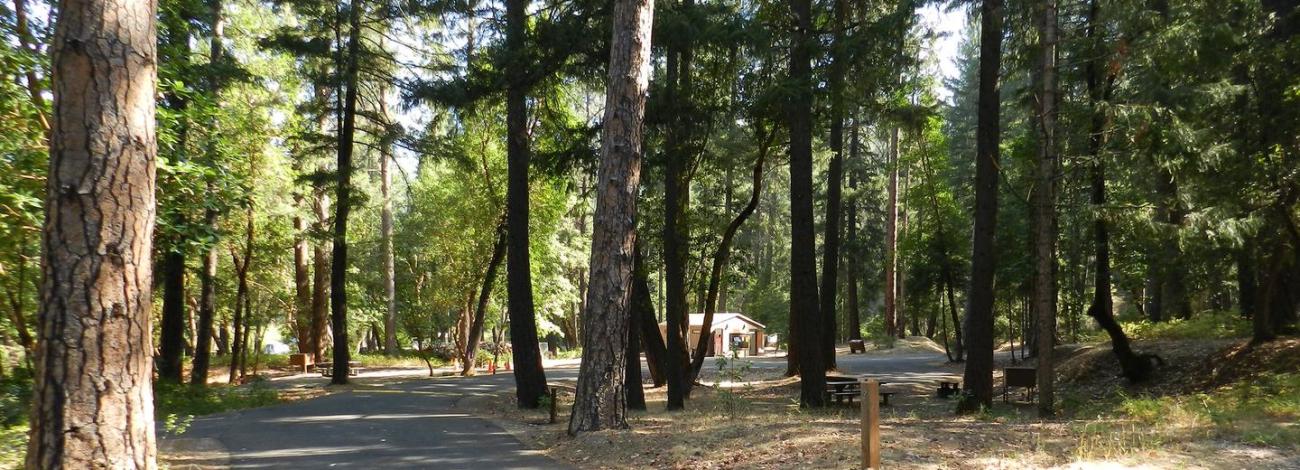 Paved campground road leading into tree lined campsites