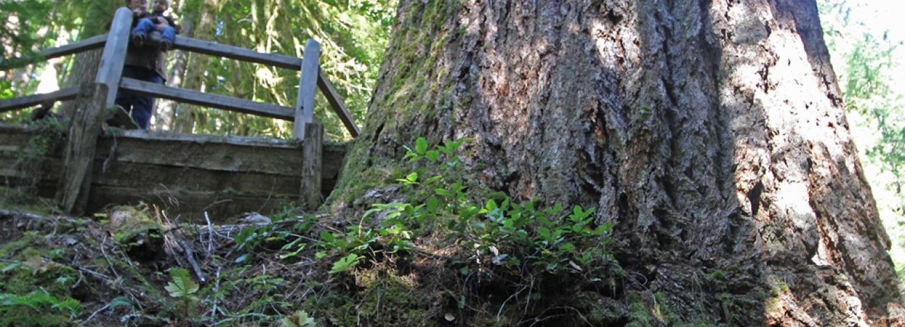 Doerner Fir