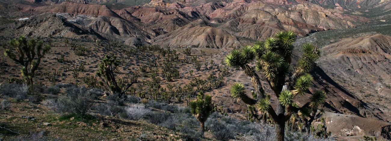 Beaver Dam Mountains Wilderness
