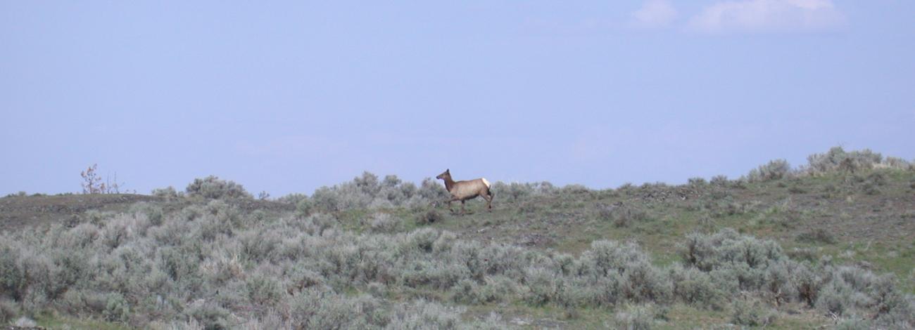 Elk crossing the landscape at Telford Recreation Area