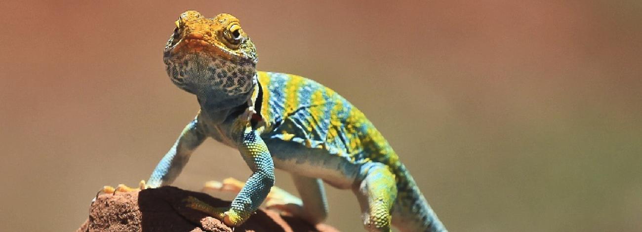 a lizard atop a rock