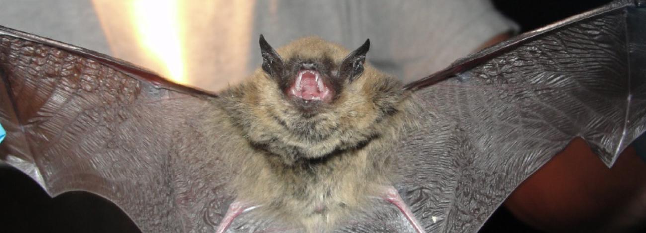 A bat with its wings spread and mouth open