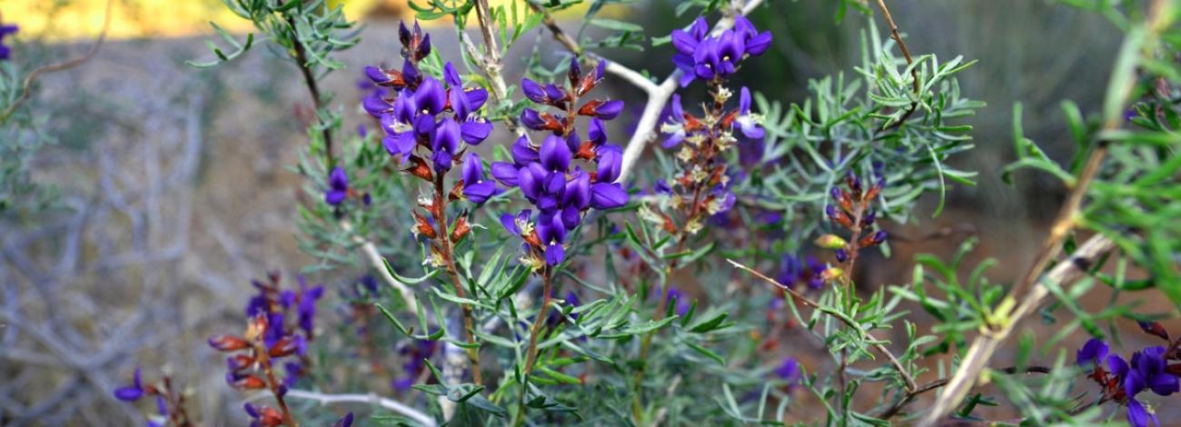 Lupinus spp.