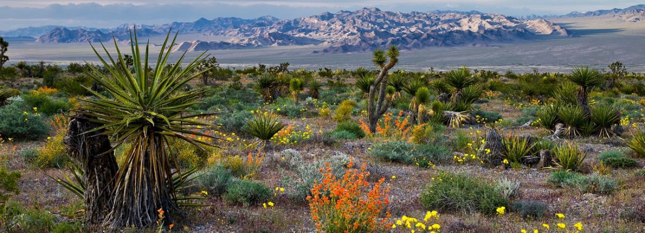 desert plant community at Red Rock Canyon NCA