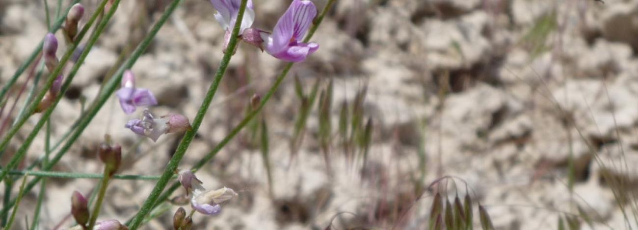 A bee visits Idaho's rare Packard's milkvetch