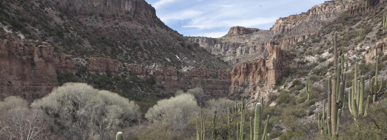 saguaro cactus, cottonwood trees, and other vegetation with rocky canyon walls in the distance