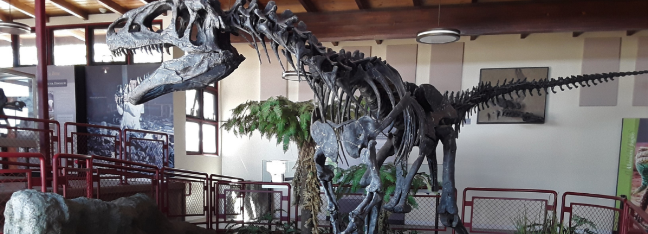 Allosaur skeleton at the Jurassic National Monument. 