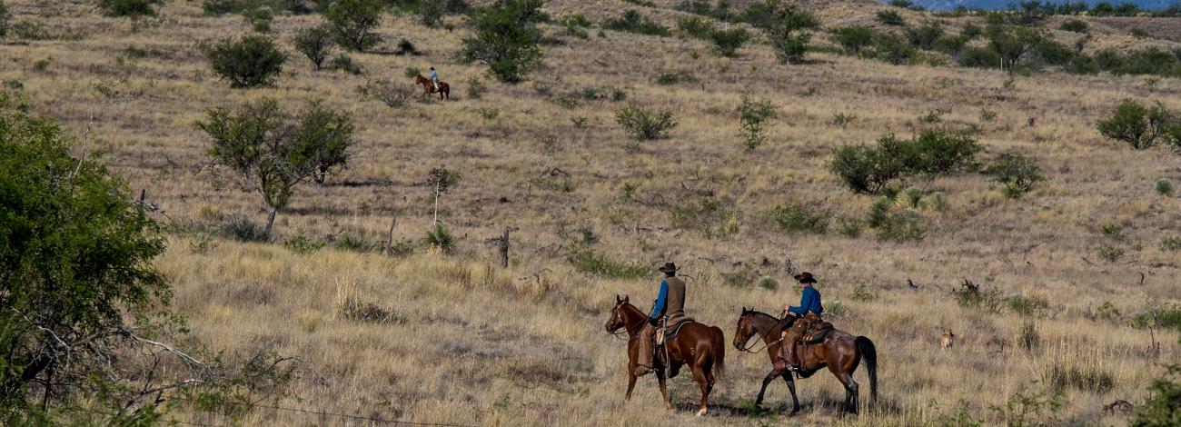 Rangeland in Arizona