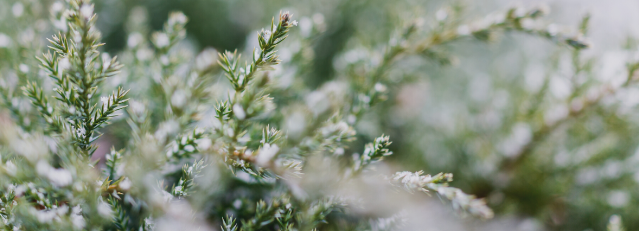 Snowy pine needles with snow on the ground. Canva stock photo.