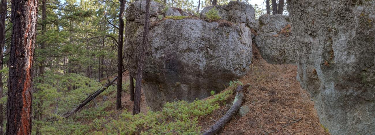 pine forest with large boulder protruding and pine needles on the forest floor.