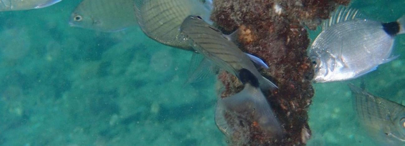 Many fish swimming around an underwater pole