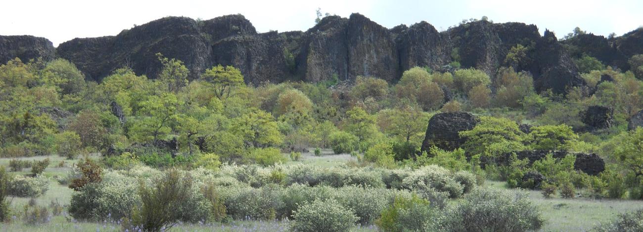 Table Rocks cliffs with Camas in bloom below