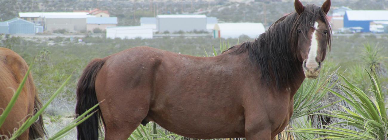 Pahrump Wild Horses in Street