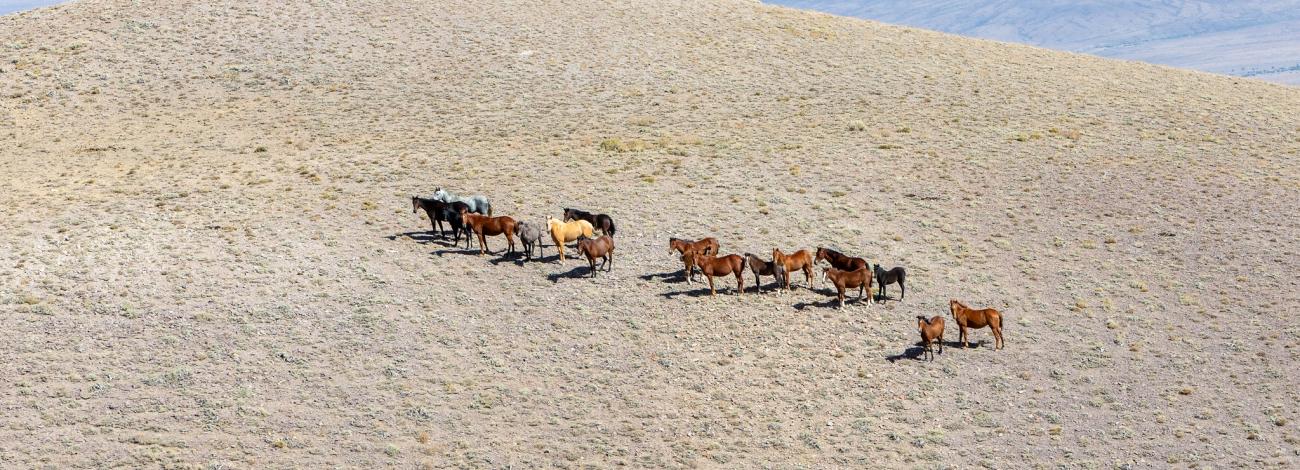 Desatoya Wild Horses
