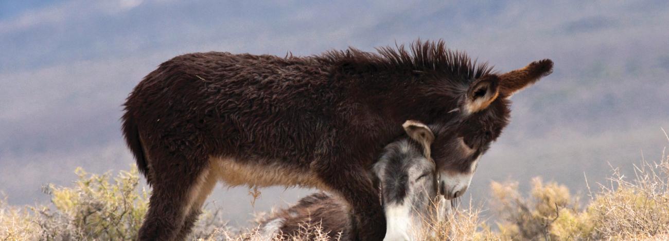 Two burros on the range.