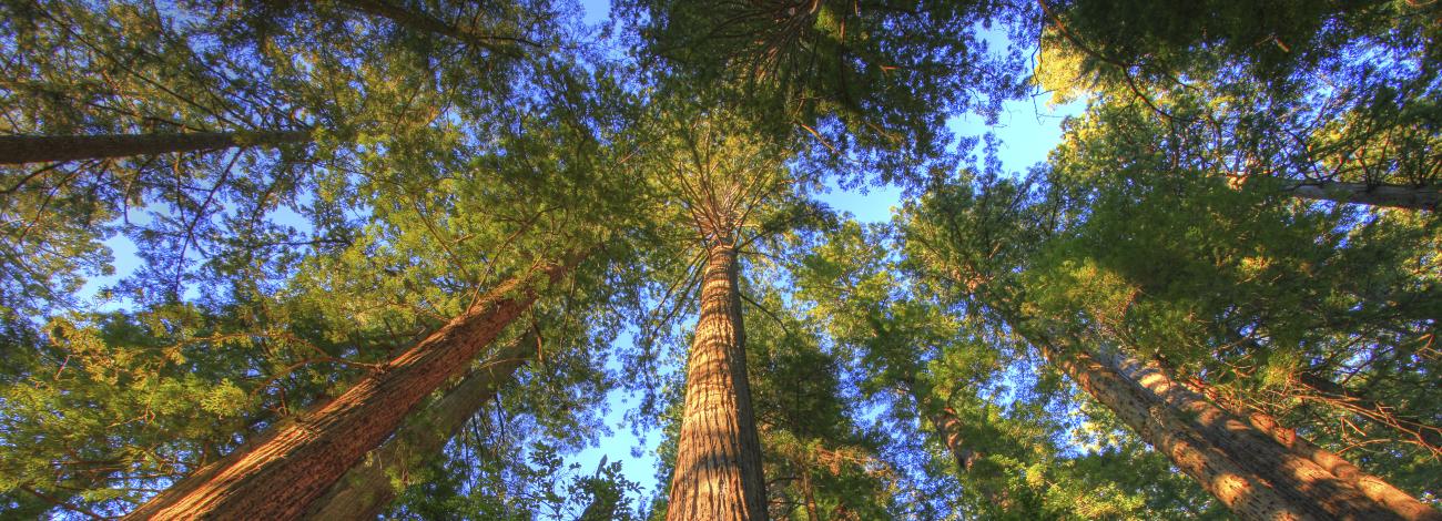 View from the ground of extremely tall trees 