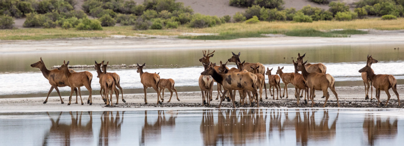 Herd of elk