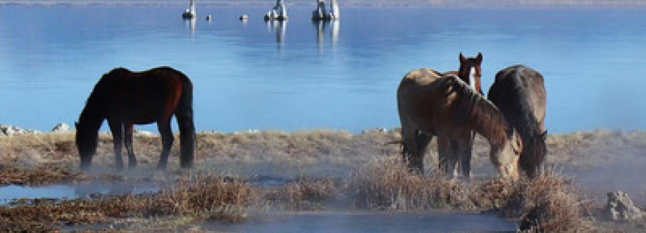 Horses next to a lake