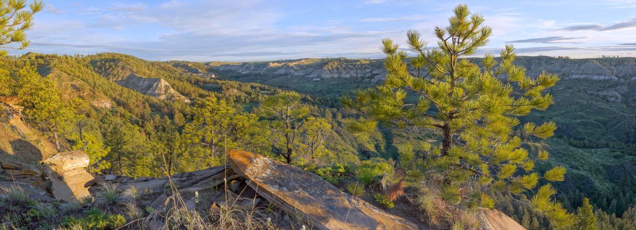 Sunny overlook with small pine tree and smooth loose rock over a view into the green oasis of pin trees on a blue day with wispy white clouds