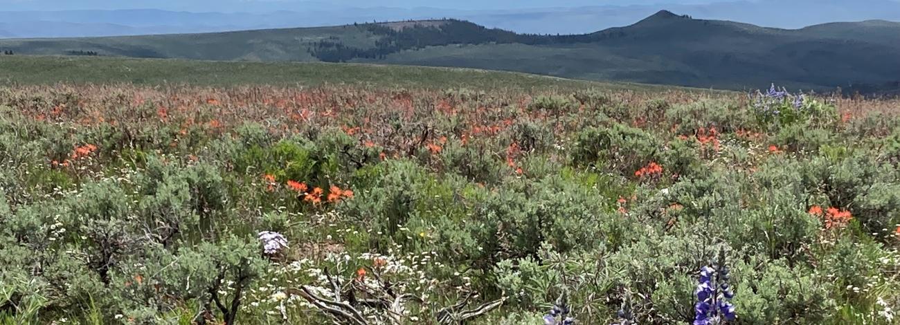 BLM Lost Canyon June wildflowers Photo Credit: Chris Kittle