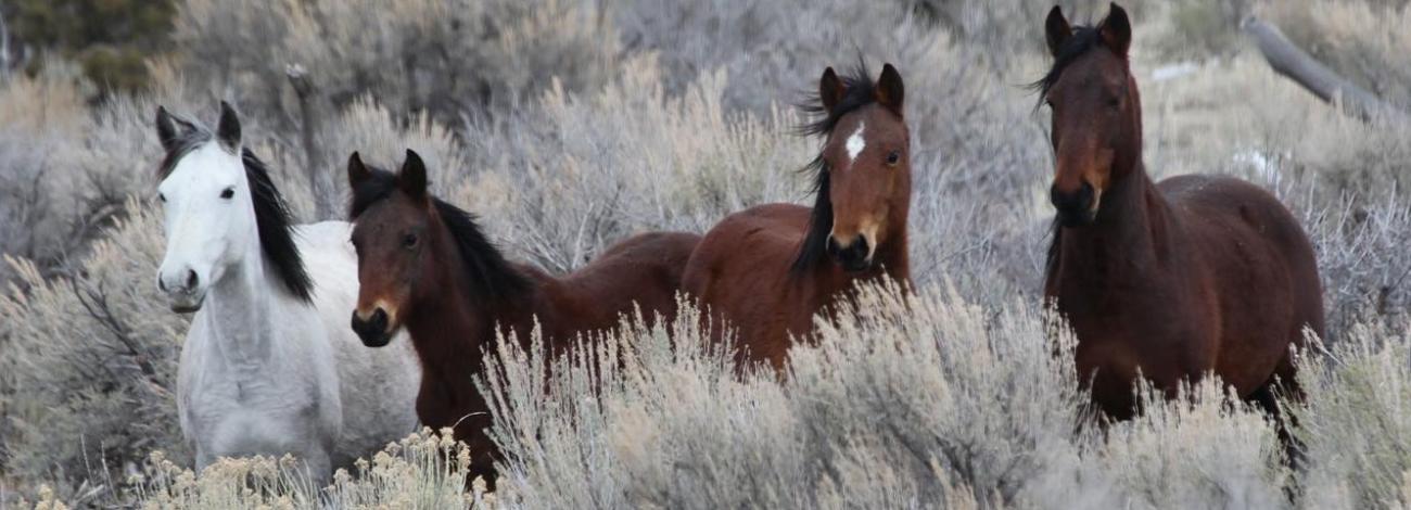 Horses in Piceance East-Douglas HMA.