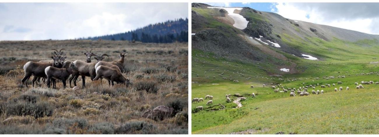 Southwest RAC Sheep Grazing Sub-Committee