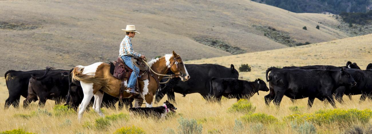 Man on horse with cattle in Jim Sage Mountains near Burley, Idaho