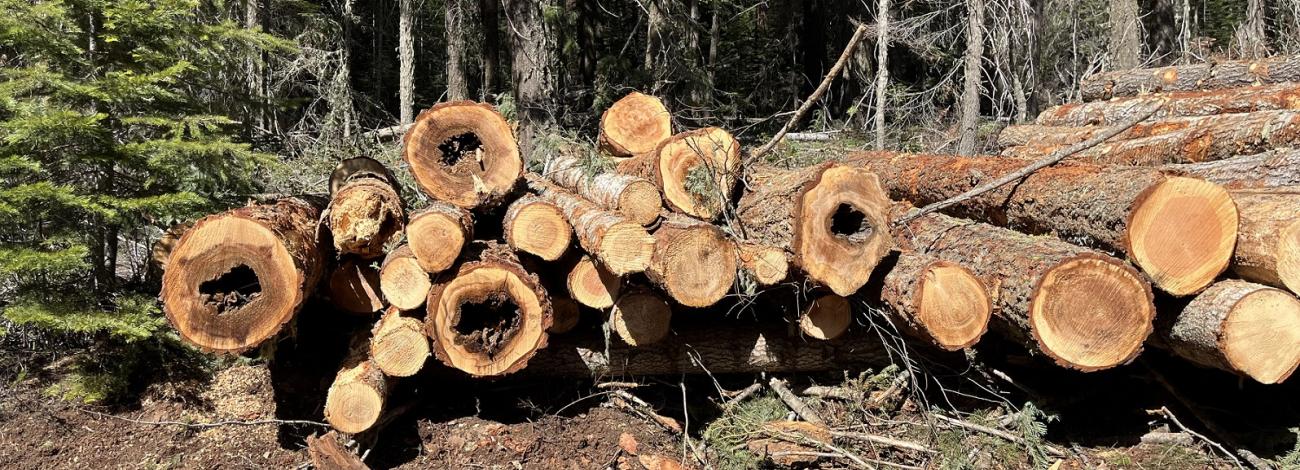row of cut logs sitting on the forest floor, with standing fir trees in the background