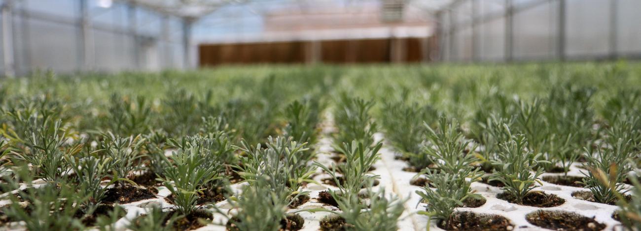 Sagebrush seedlings planted in containers in a greenhouse