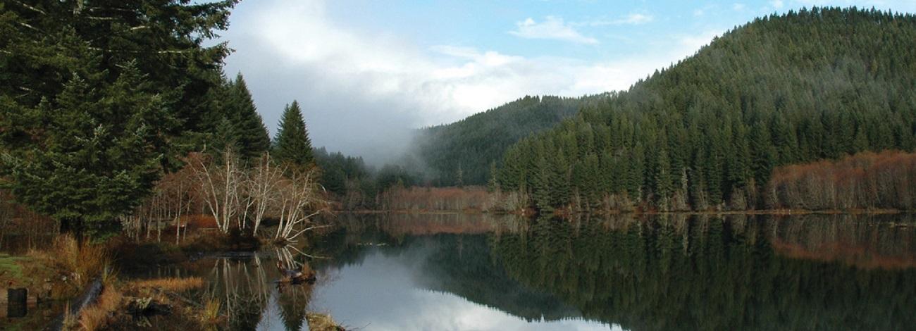 river surrounded by forest