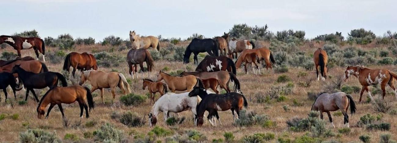 group of wild horses grazing in the range