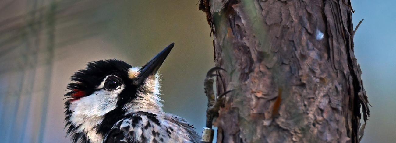 A woodpecker clings to a tree