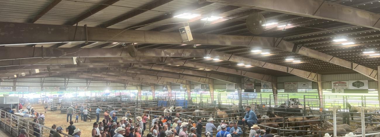 BLM Wild Horse and Burro Program Manager Pat Williams on the corral panel explaining the BLM wild horse and burro program to the crowd