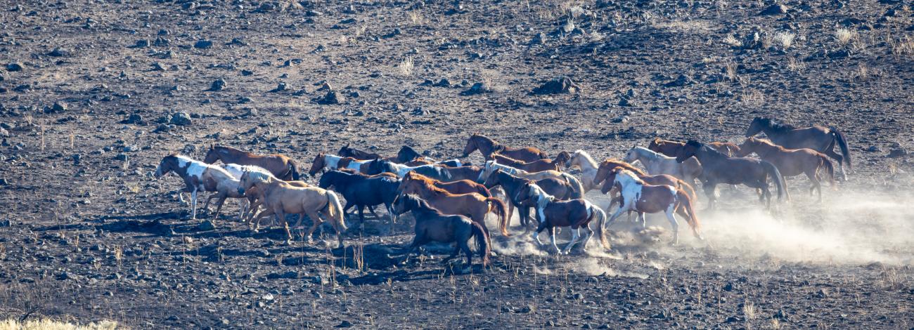 Wild horses running on the open range