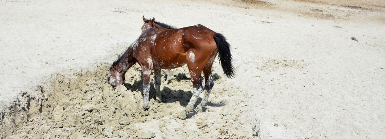 Two brown horses digging in the dirt.