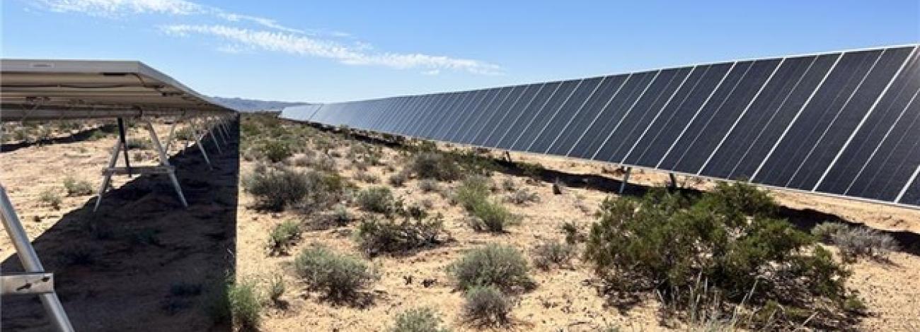 Two rows of solar panels stretch across the ground with vegetation growing between them. 