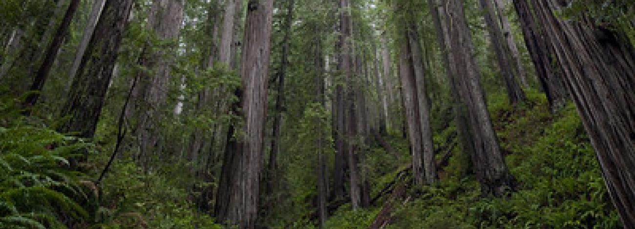 Tall trees in lush Pacific Northwest rain forest