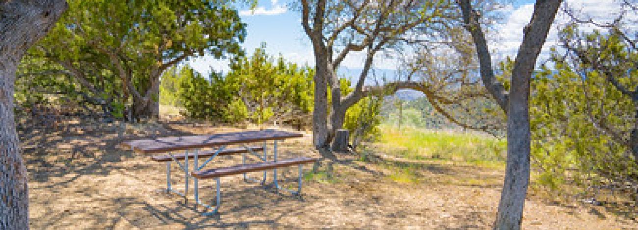 A picnic table surrounded by oaks at the top of a hill