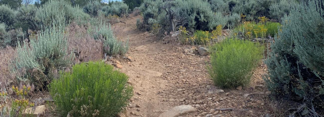 Singletrack trail in the Dry Creek Travel Management Area of the Uncompahgre Field Office, CO.